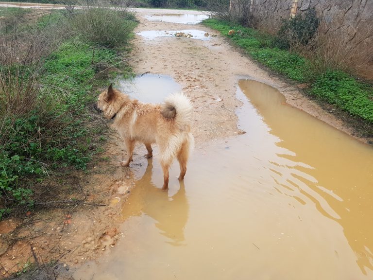 Was ist Vollzeit Vanlife mit dem Hund bei Regen in Portugal spazieren gehen