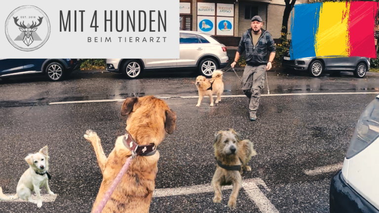 Vier Hunde sitzen am Strassenrand vor der Tierarztpraxis