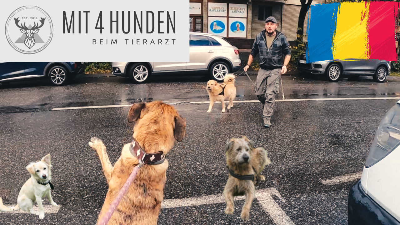 Vier Hunde sitzen am Strassenrand vor der Tierarztpraxis