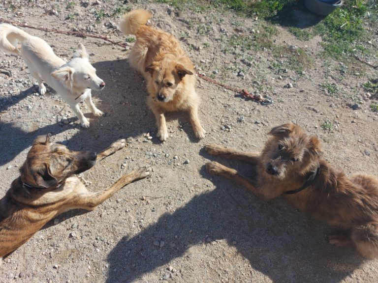 Vier Hunde im Vanlife in Rumänien warten auf den Besuch beim Tierarzt