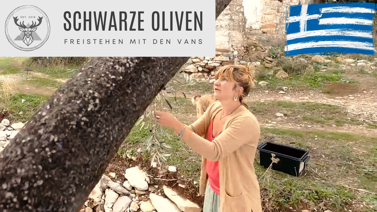Eine Frau bei der Olivenernte in Griechenland