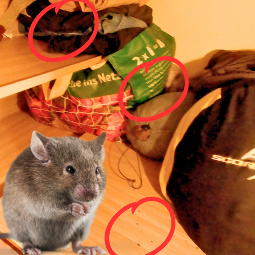 Maus im Wohnmobil nicht unerheblicher Schaden realitaet vanlife