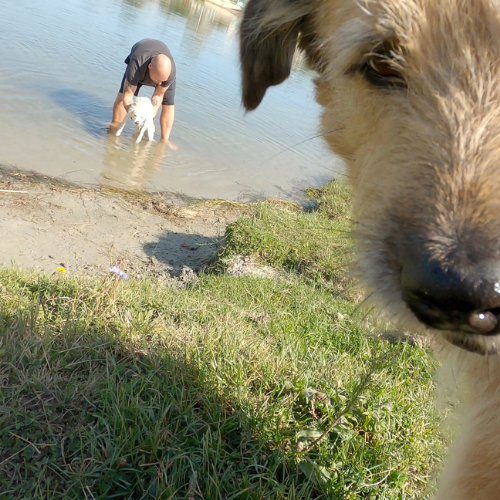 Glueckliche Hunde unsere Hündin Lupa wird im See gewaschen unser anderer Hund schaut dabei zu