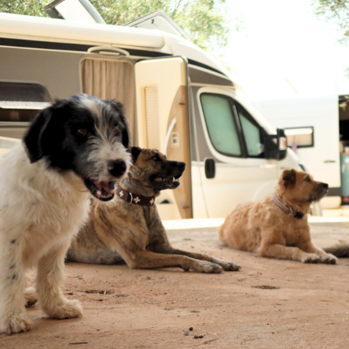 hunde im schatten drei hunde auf dem boden vor einem wohnmobil