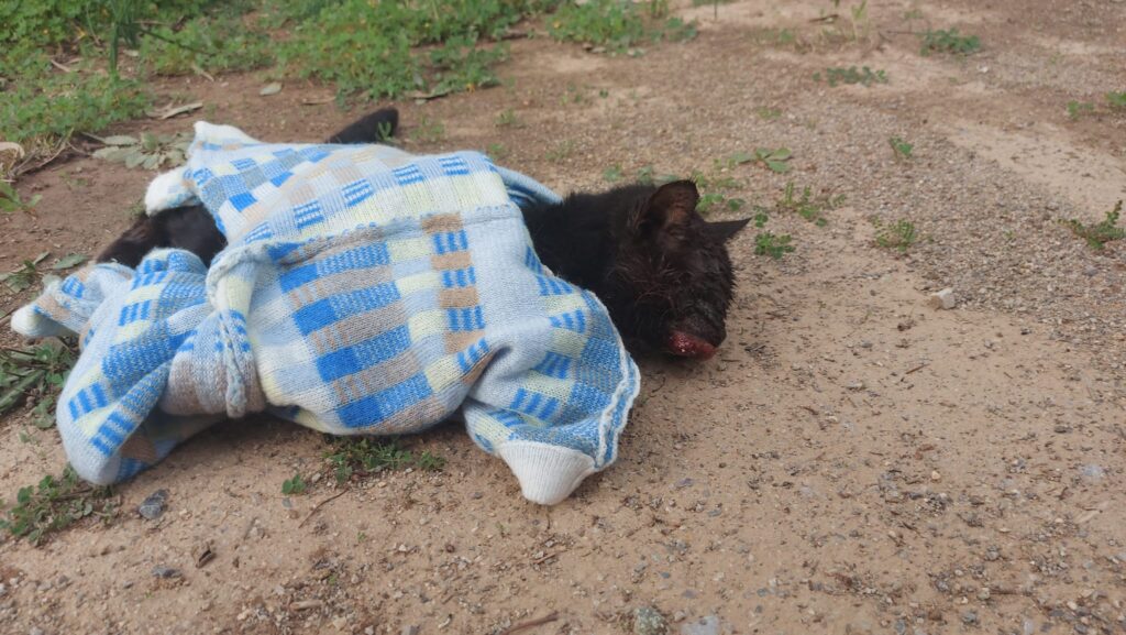 schwarze katze in pullover eingewickelt auf einer wiese