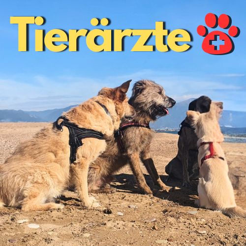 mehrere Hunde am Strand in Griechenland